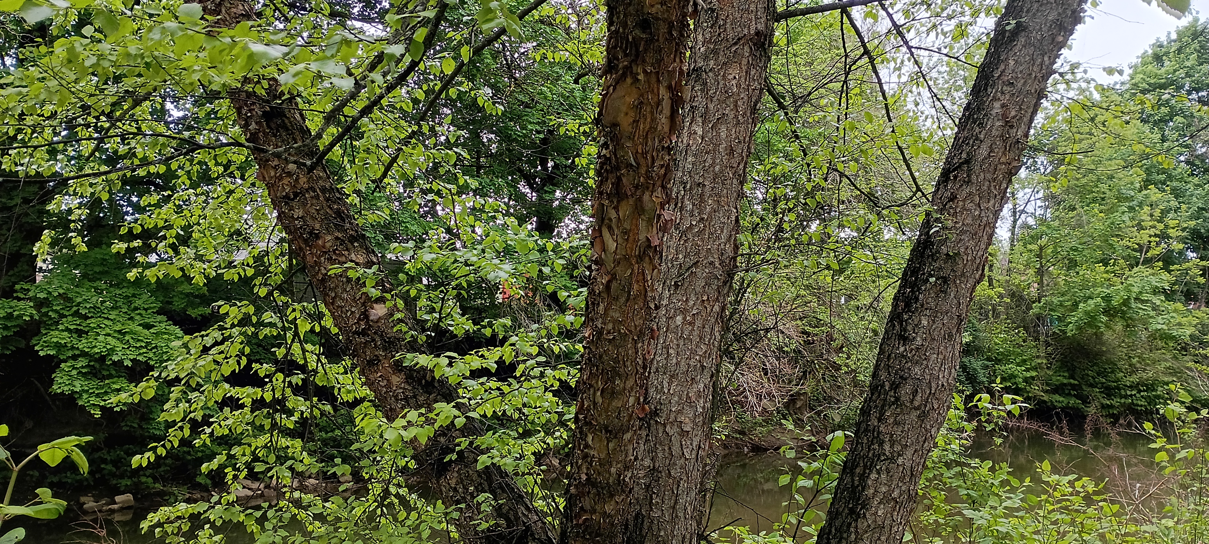 IMG_20260430_111324002_HDR.jpg