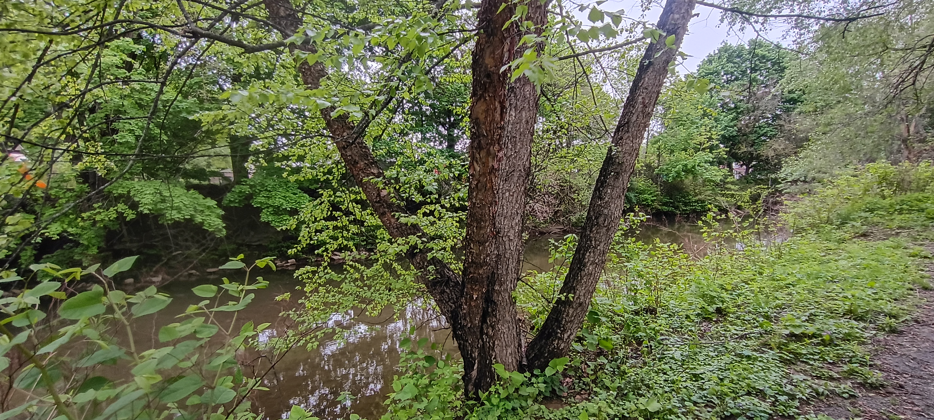 IMG_20260430_111256551_HDR.jpg